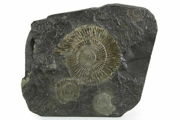 Fossil Ammonite (Dactylioceras) Cluster - Posidonia Shale, Germany #353520